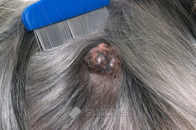 BLOG_SUTUVET_CANCER_EN_PERROS