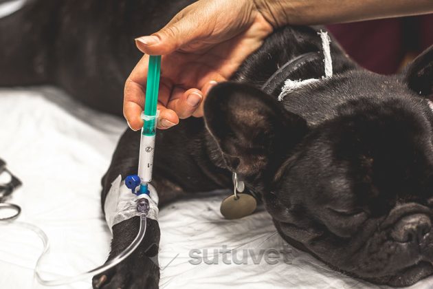 cirugías caninas