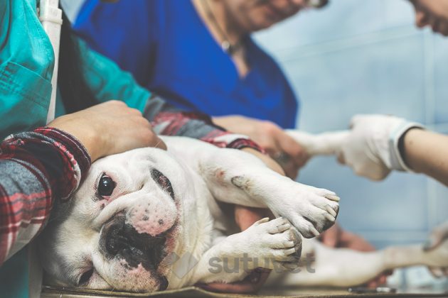 BLOG_SUTUVET_CISTOTOMIA_EN_PERROS_CUIDADOS