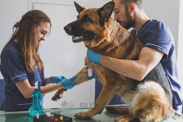 Cuidados pre y postoperatorios en cirugías veterinarias
