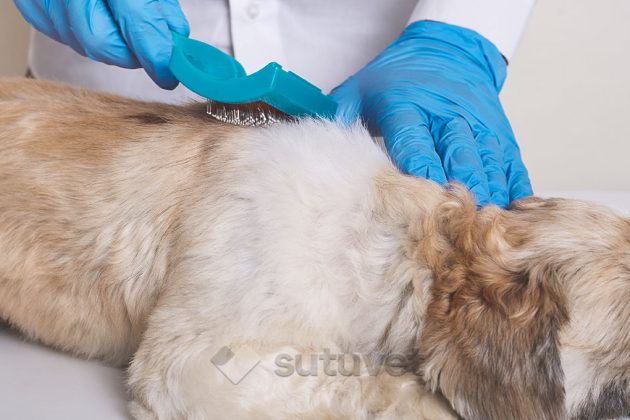 BLOG_SUTUVET_ENFERMEDADES_DERMATOLOGICAS_PERROS