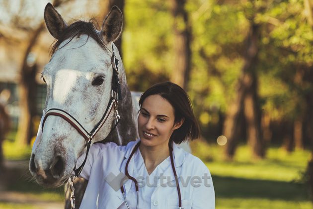 BLOG_SUTUVET_ENFERMEDADES_MAS_COMUNES_EN_CABALLOS