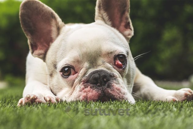 BLOG_SUTUVET_ENFERMEDADES_OCULARES_FRECUENTES_PERROS