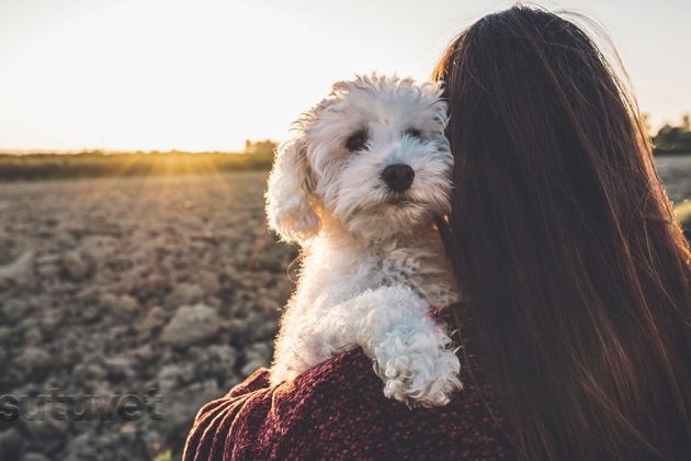 BLOG_SUTUVET_ENFERMEDADES_QUE_QUE_COMPARTEN_ANIMALES_HUMANOS