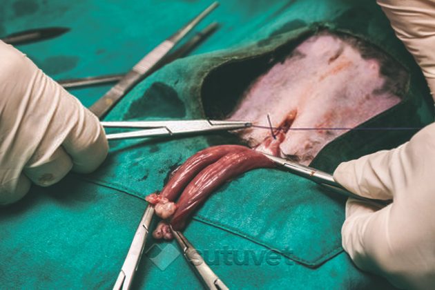 BLOG_SUTUVET_ESTERILIZACION_EN_PERROS