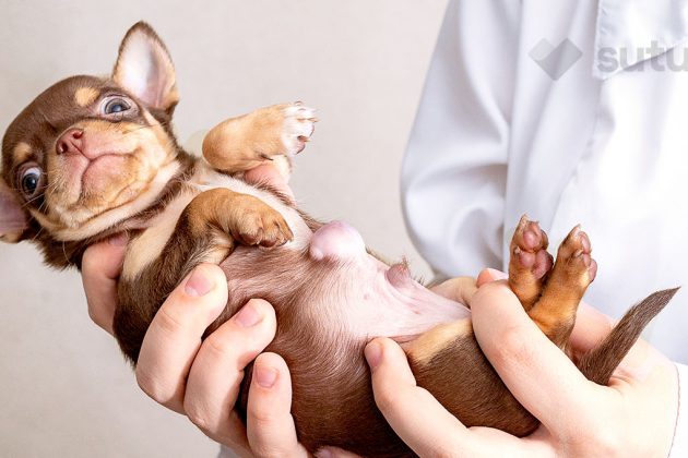 BLOG_SUTUVET_HERNIAS_PERROS_CAUSAS_TRATAMIENTOS