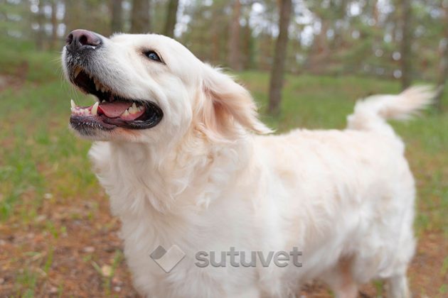 BLOG_SUTUVET_LENGUAJE_CANINO_MOVIMIENTO_COLA_PERRO