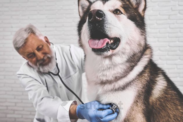 problemas cardíacos en perros