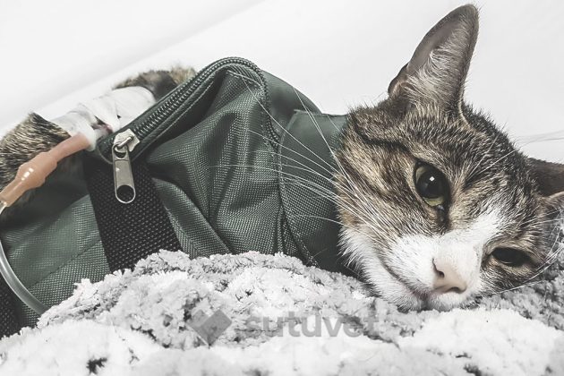 BLOG_SUTUVET_PROBLEMAS_NEUROLOGICOS_ANIMALES
