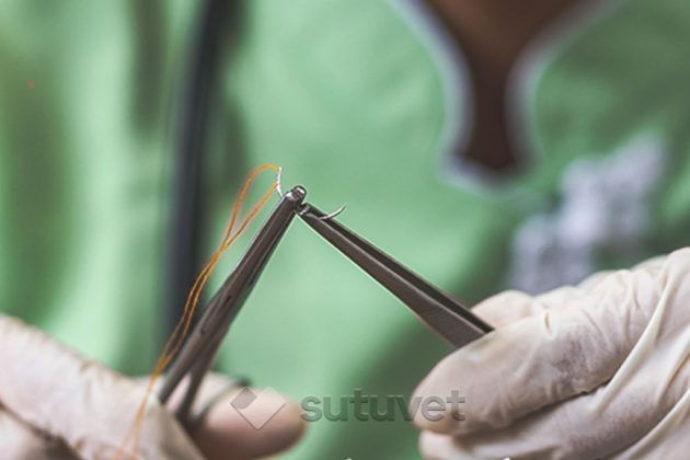 BLOG_SUTUVET_SUTURAS_VETERINARIAS_ABSORBIBLES