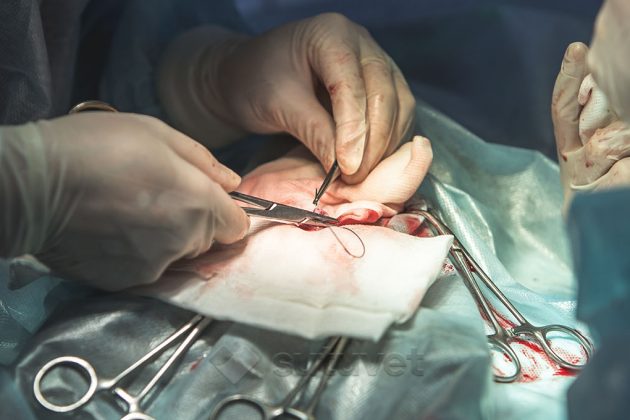 BLOG_SUTUVET_TECNICAS_ANUDADO_SUTURAS_VETERINARIAS