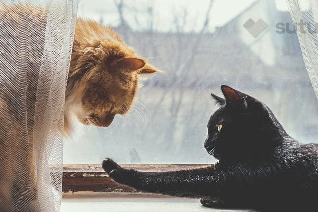 BLOG_SUTUVET_TIPOS_DE_PERSONALIDADES_FELINAS_GATOS