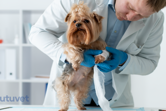 Vendas autoadhesivas veterinarias